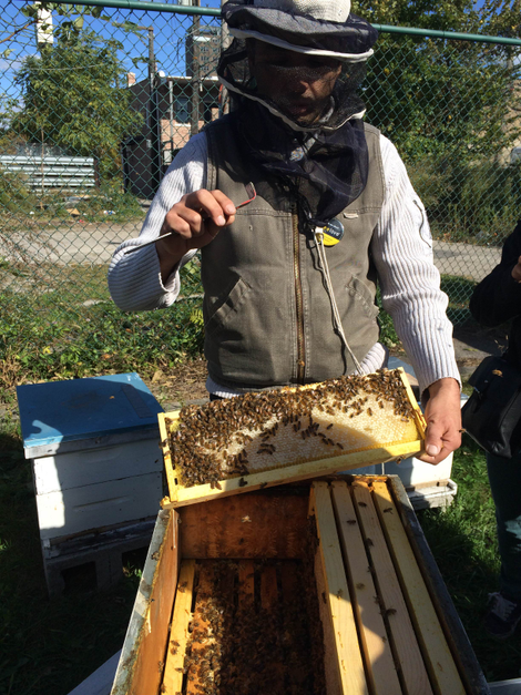 Beekeeping Bees Chicago